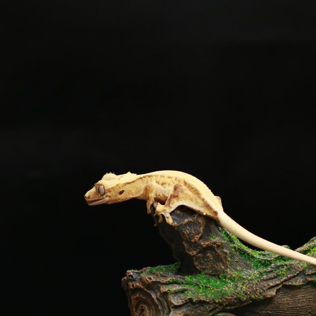 릴리화이트 바이 크림 옐로우