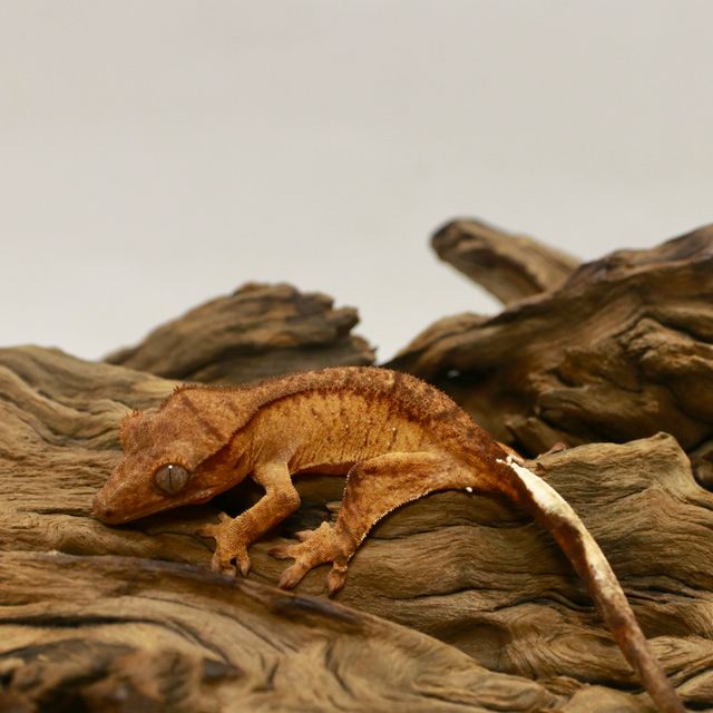 노멀 크림 크림시클 옐로우