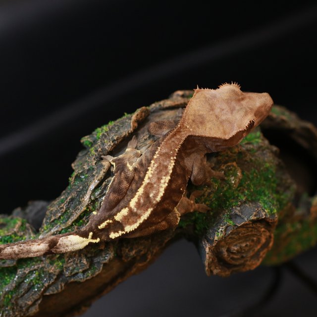 카푸치노 다크 화이트핀