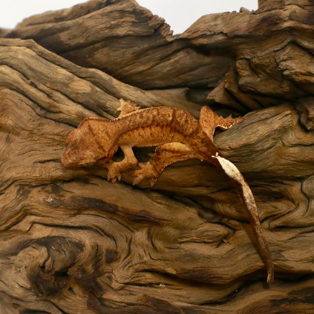 노멀 크림 크림시클 옐로우