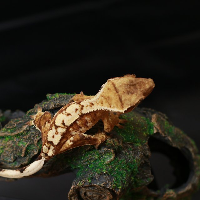 노멀 크림 크림시클