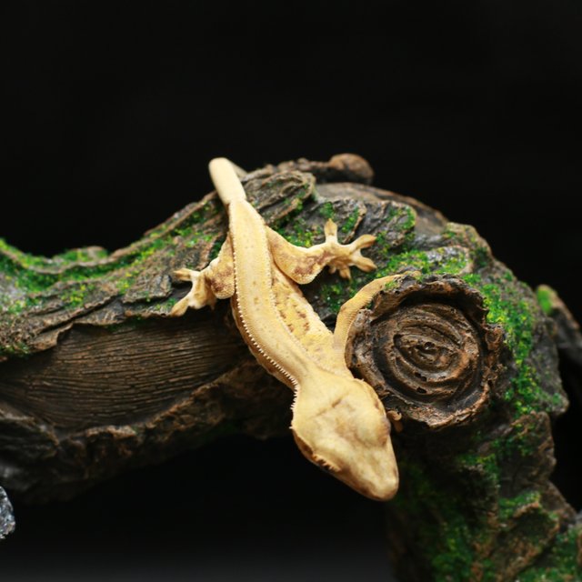 릴리화이트 바이 크림 옐로우