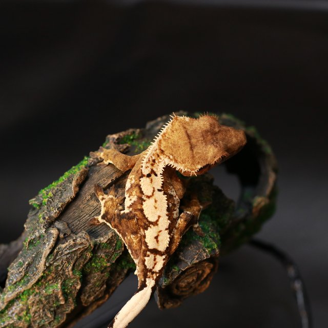 노멀 바이 익스트림할리퀸 크림시클 텐저린 화이트크라운