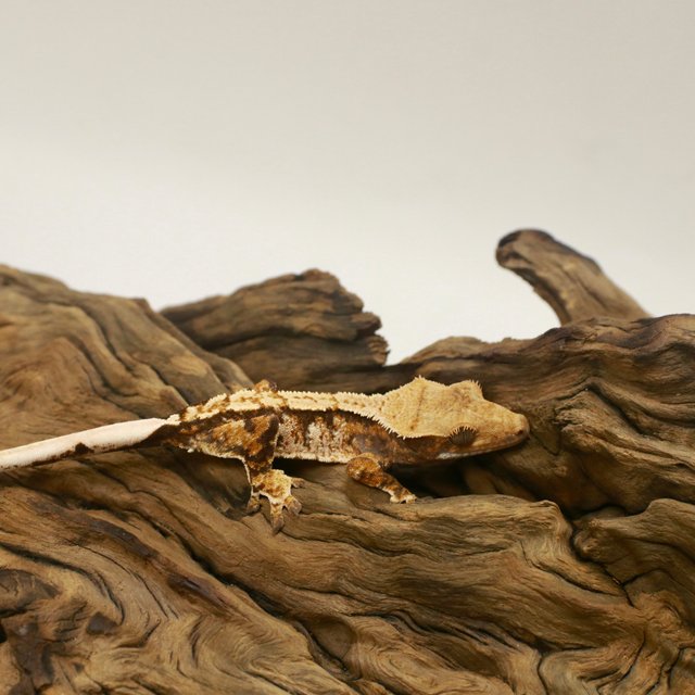 노멀 트라이 익스트림할리퀸 텐저린 화이트핀 할리퀸