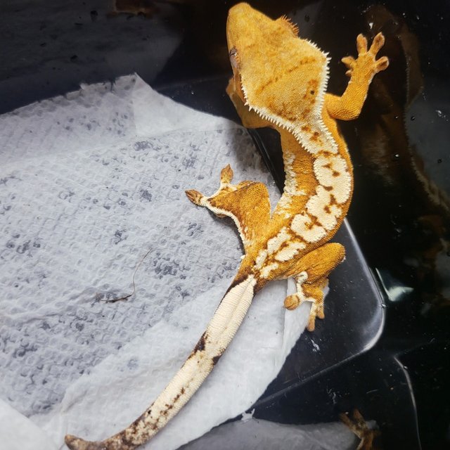 노멀 바이 익스트림할리퀸 크림시클 크림 카와