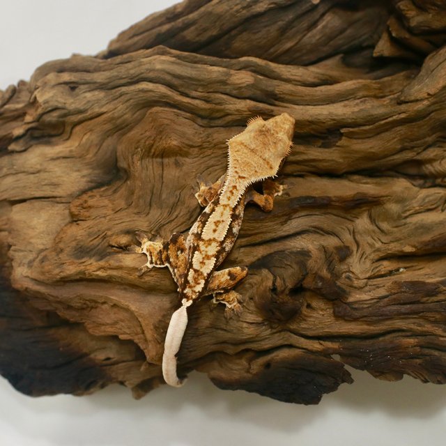 노멀 트라이 익스트림할리퀸 텐저린 화이트핀 할리퀸