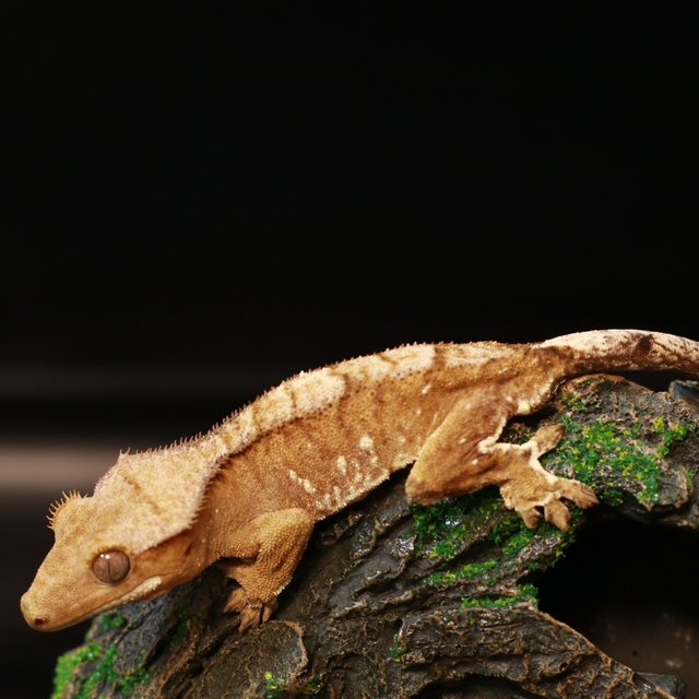 노멀 바이 화이트포트홀 크림시클 화이트