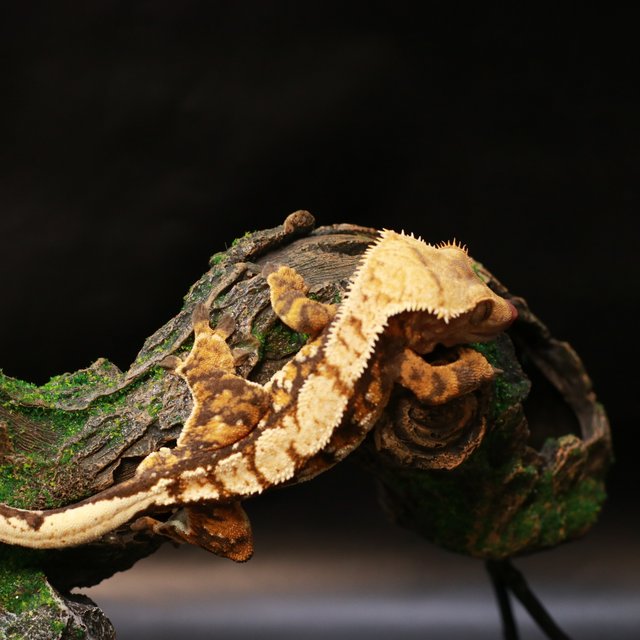 노멀 트라이 익스트림할리퀸 화이트핀 텐저린 화이트