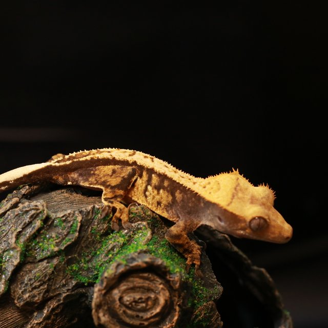 노멀 바이 화이트포트홀 텐저린