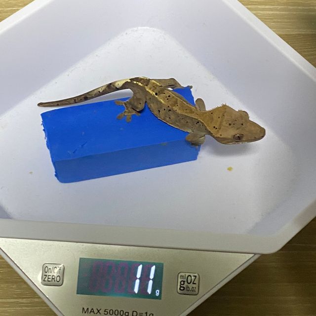 카푸치노 달마시안