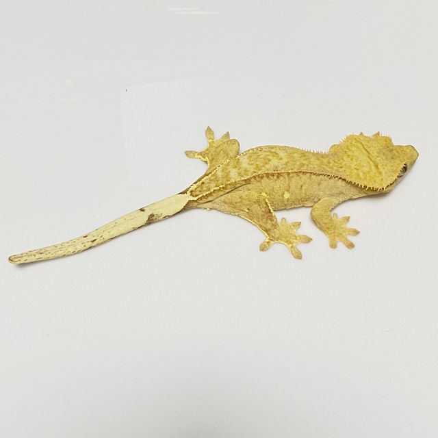 크림시클 옐로우