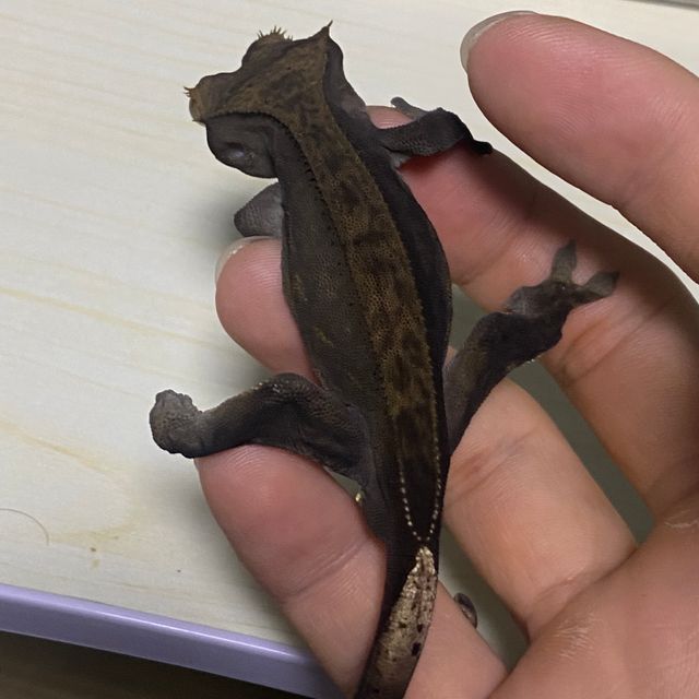 알티 챠콜
