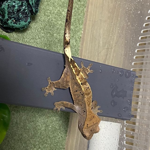 카푸치노 달마시안