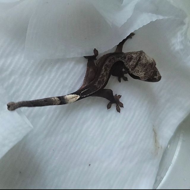 알티 챠콜
