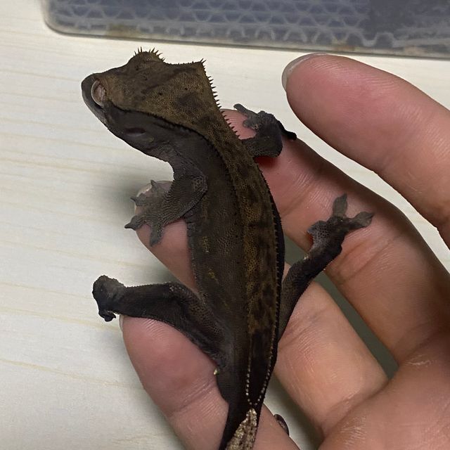 알티 챠콜