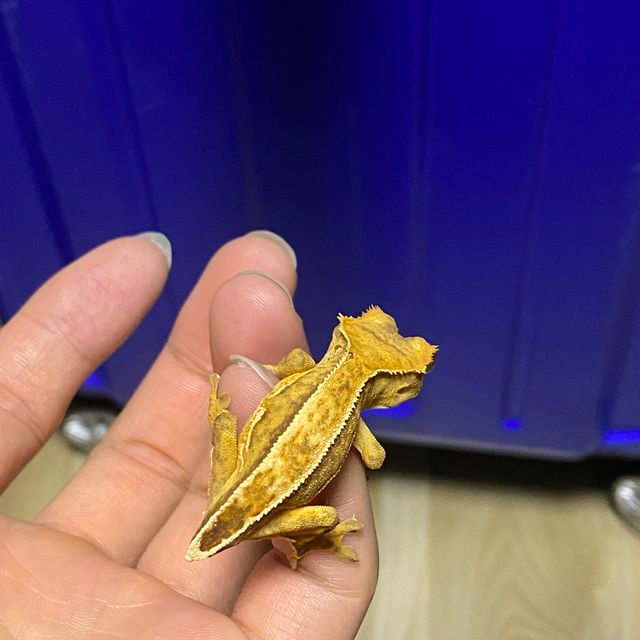 크림시클 옐로우