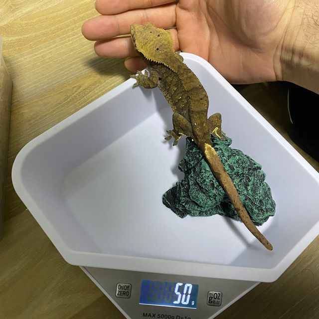 벅스킨 챠콜 다크 알티