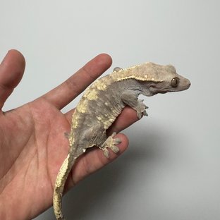 트라이