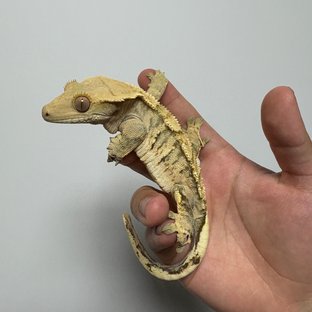 트라이 익스트림할리퀸