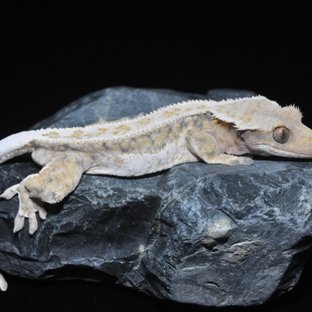 노멀 쿼드 풀핀