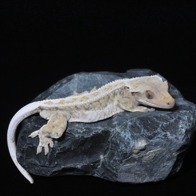 노멀 쿼드 풀핀