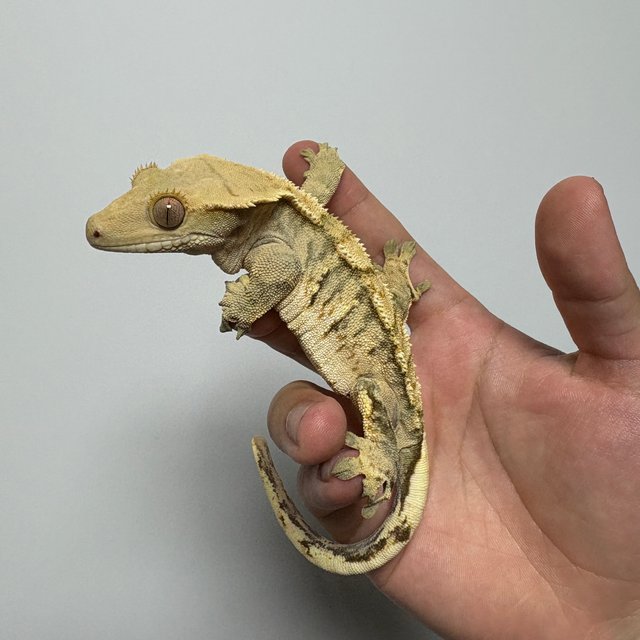 트라이 익스트림할리퀸