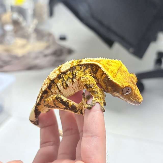 트라이 익스트림할리퀸