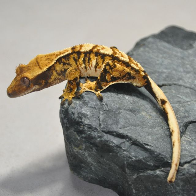 바브