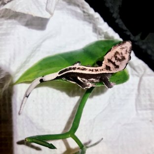 아잔틱