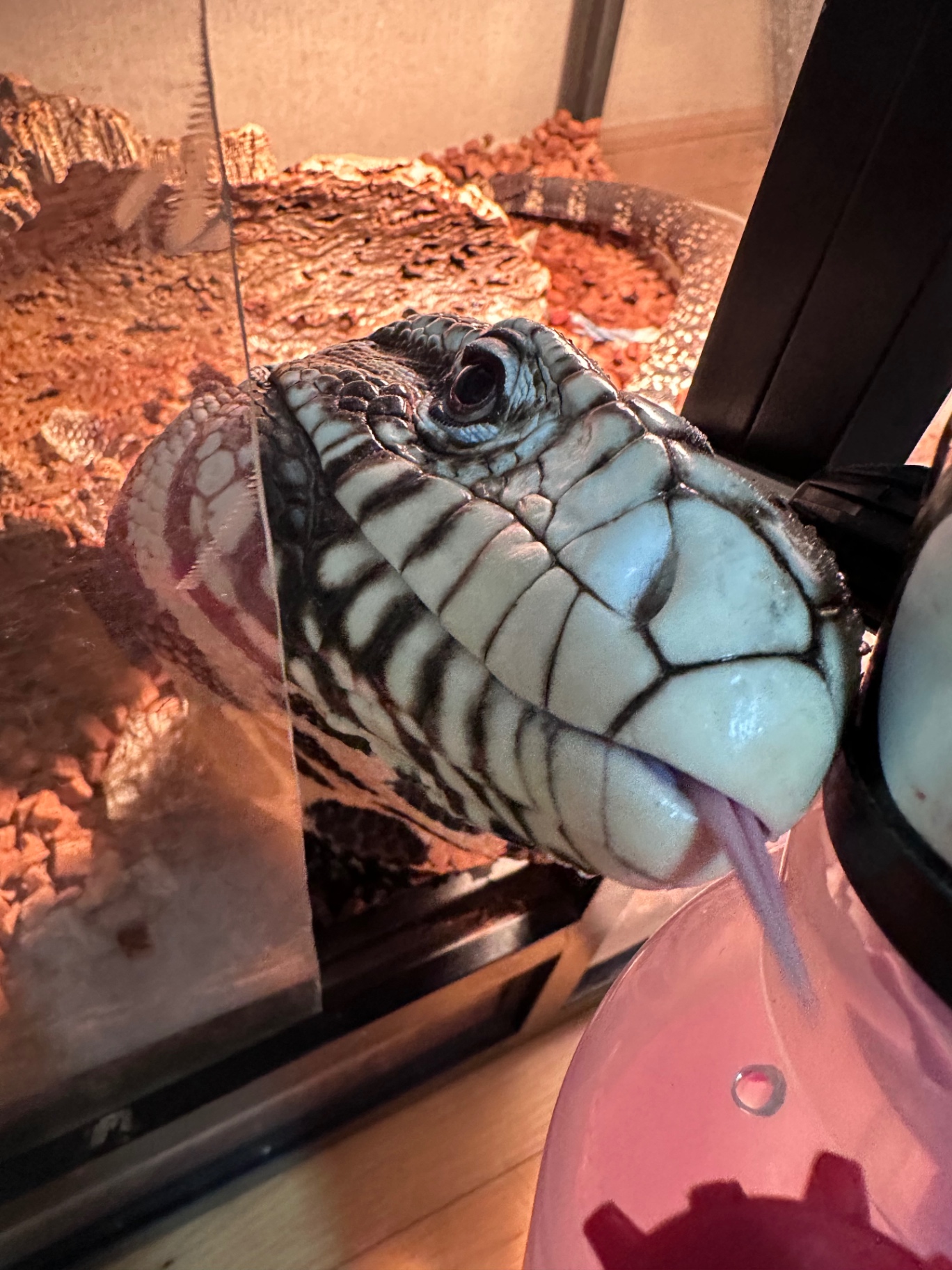 Leachianus