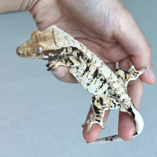 화이트스팟 노멀 화이트포트홀