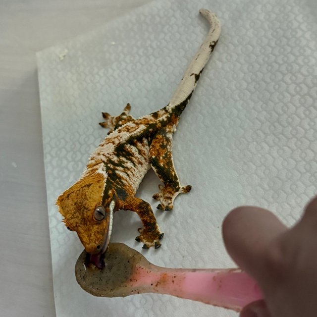 트라이 익스트림할리퀸