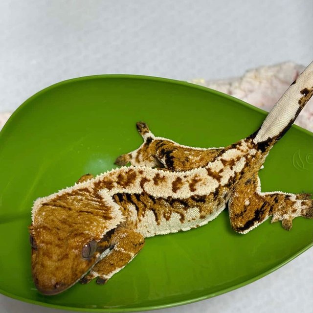 트라이 익스트림할리퀸