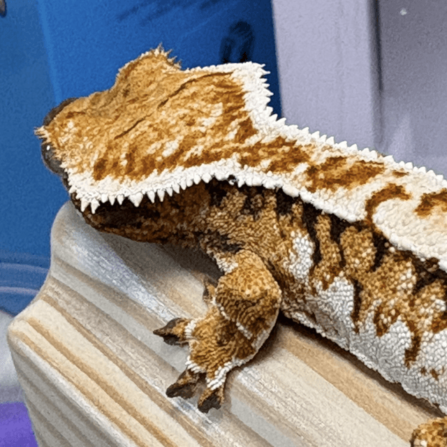 트라이 익스트림할리퀸