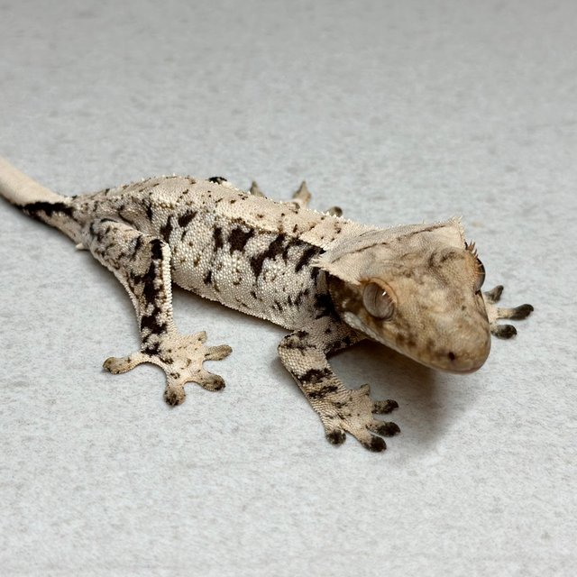 화이트스팟 노멀 화이트포트홀