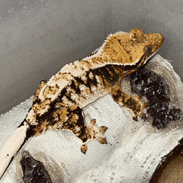 트라이 익스트림할리퀸