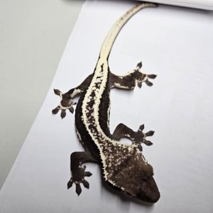 릴잔틱