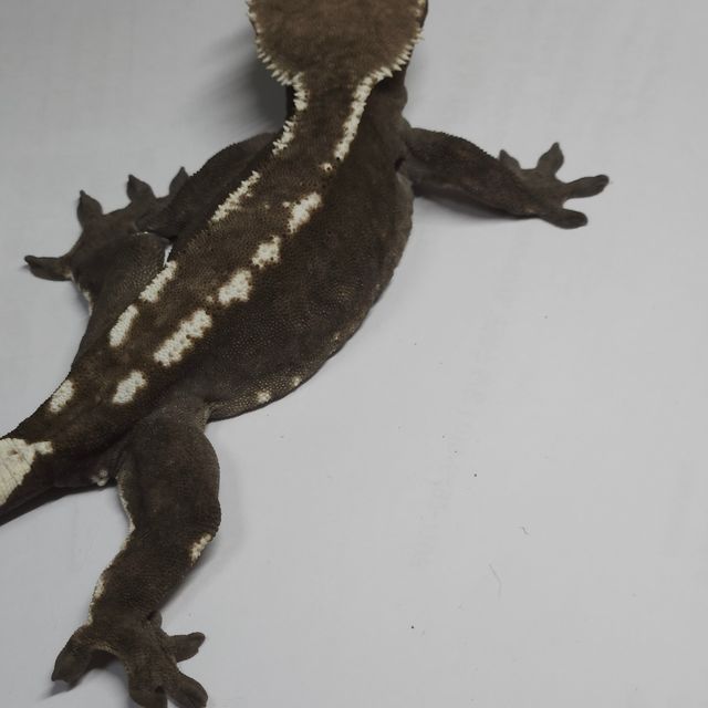 아잔틱