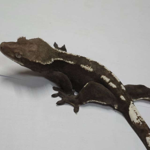 아잔틱