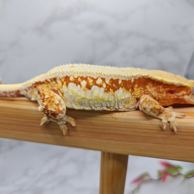 릴리화이트 레드