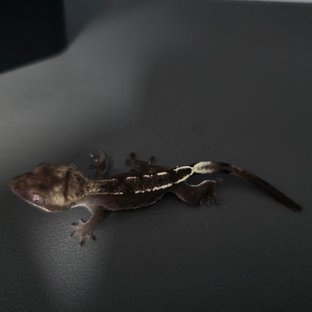 아잔틱
