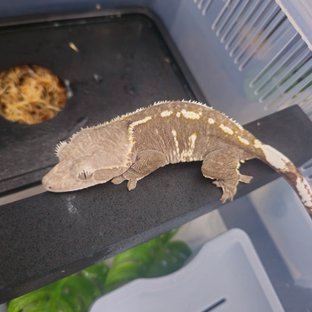 아잔틱