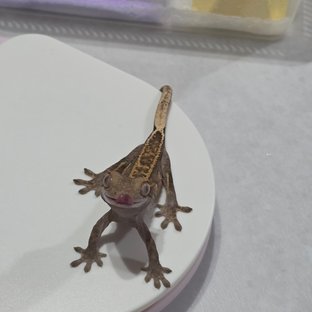 노멀 풀핀 화이트포트홀