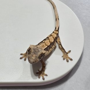 노멀 화이트포트홀