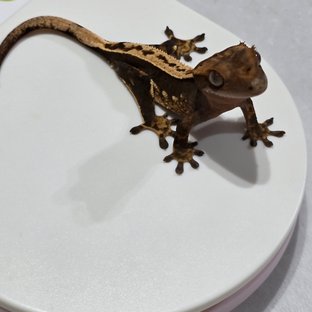 노멀 화이트포트홀