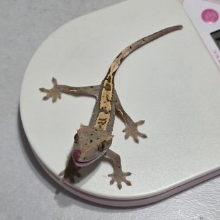 노멀 화이트포트홀