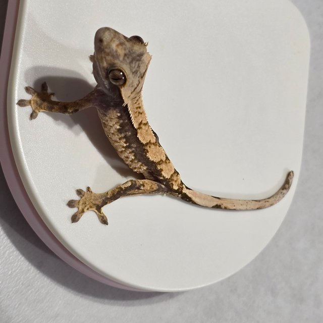 노멀 화이트포트홀