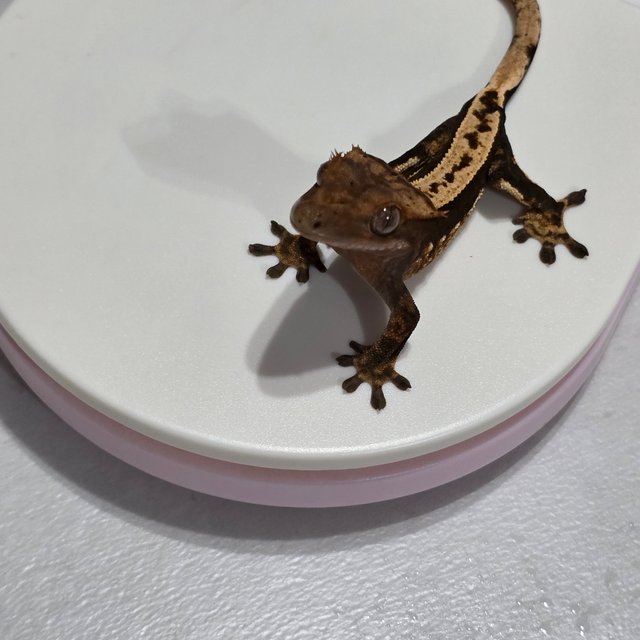 노멀 화이트포트홀