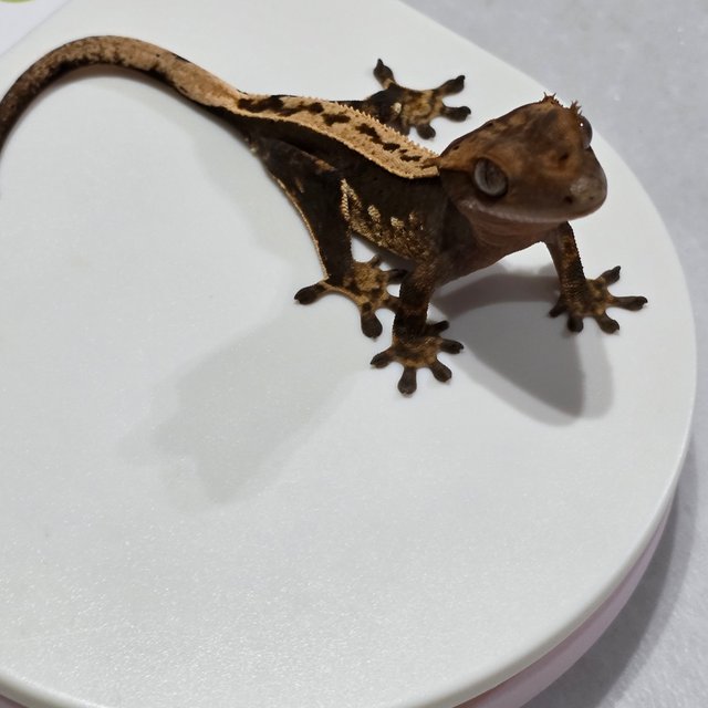 노멀 화이트포트홀