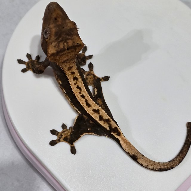 노멀 화이트포트홀